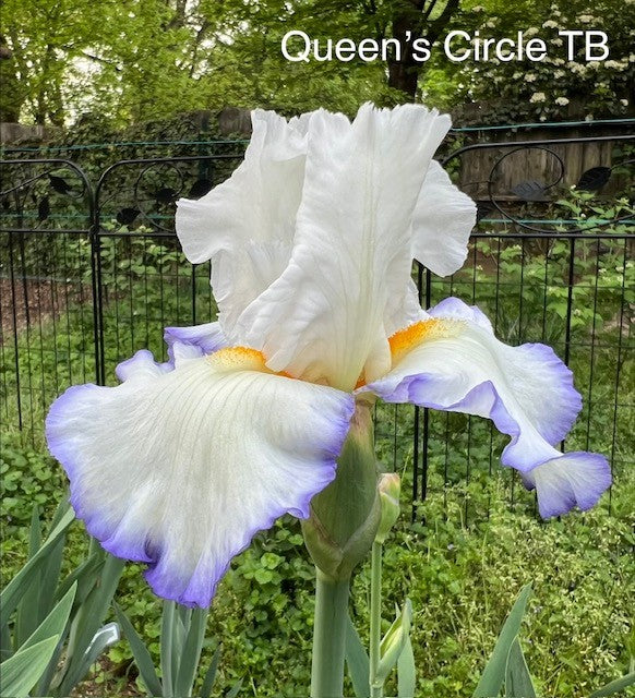 Queen's Circle TB Iris (Kerr 1999)