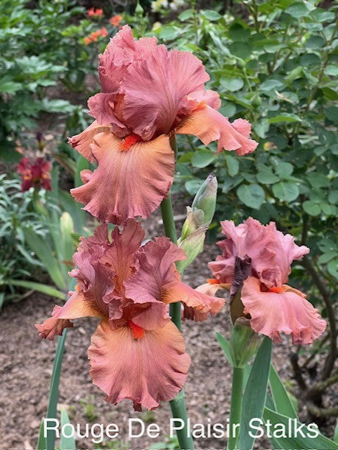 Rouge De Plaisir TB Iris (Cayeaux 2019)
