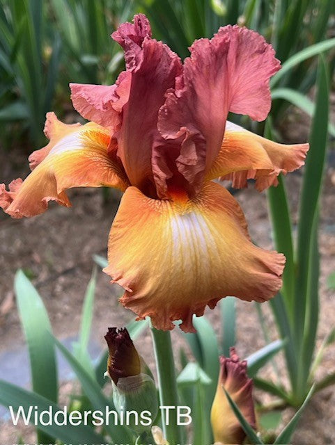Widdershins TB Iris (Roberts 1999)