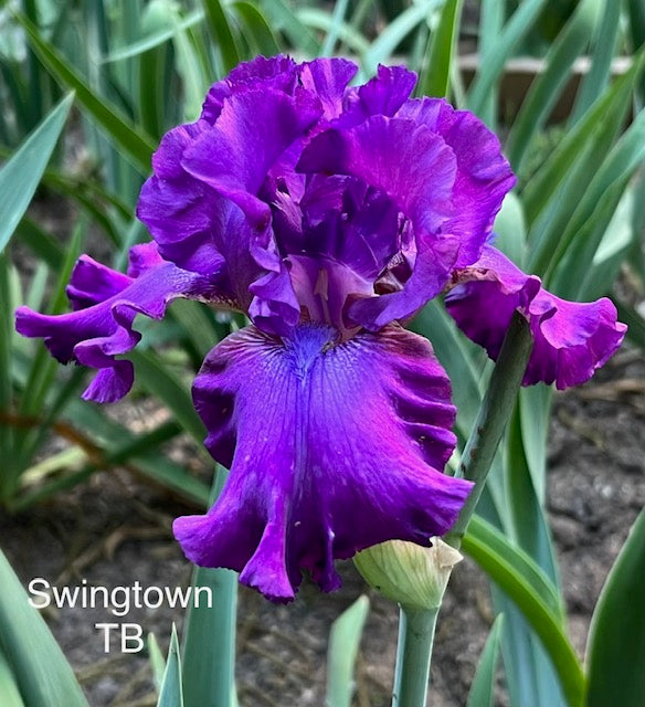 Swingtown TB Iris (Schreiner 1996)