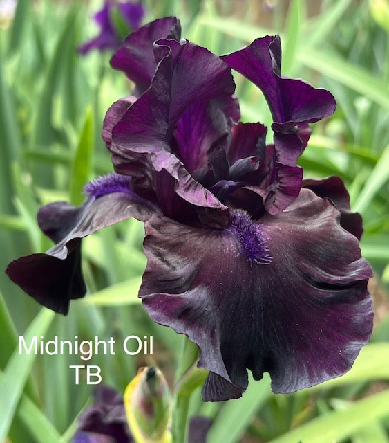 Midnight Oil TB Iris (Keppel 1997)