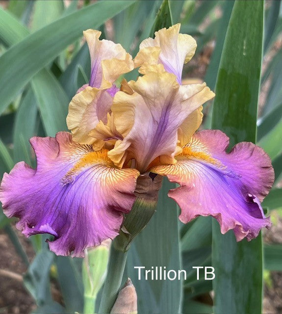 Trillion TB Iris (Bessette 1996)