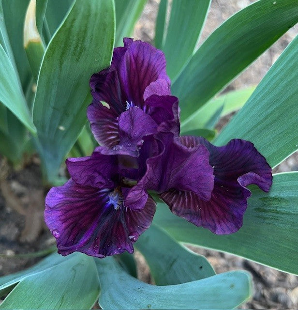 Grape Cocktail SDB Iris (Sutton 2020)