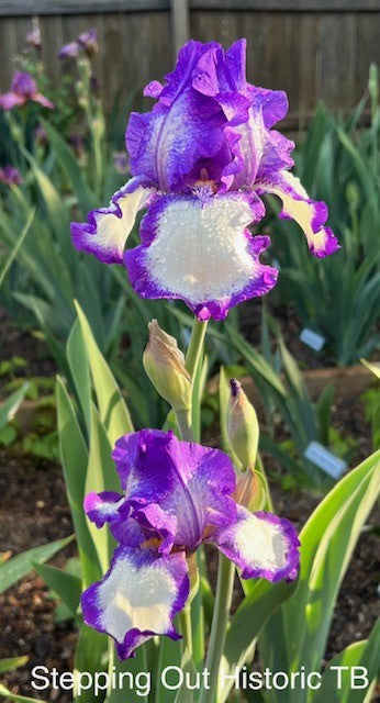 Stepping Out TB Iris (Schreiners 1964)