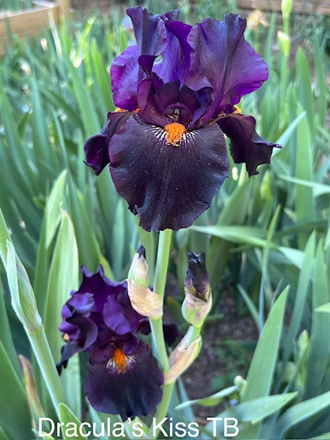 Dracula's Kiss TB Iris (Schreiner 2009)