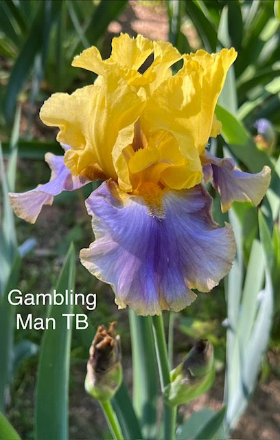 Gambling Man TB Iris (Keppel 2013)
