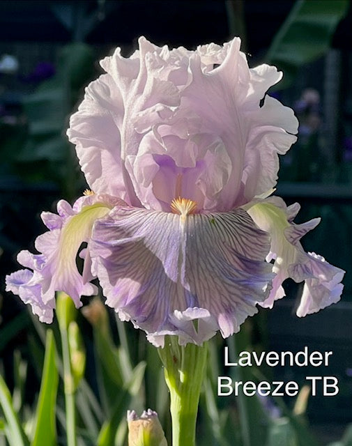 Lavender Breeze TB Iris (Johnson 2019)