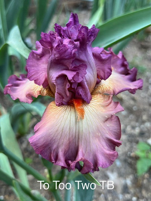 To Too Two TB Iris (Black 2022)