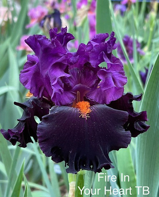 Fire In Your Heart TB Iris (Tasco 2020)
