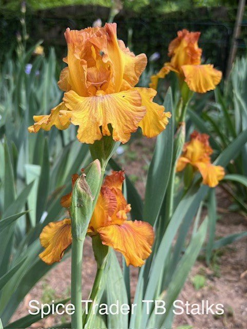Spice Trader TB iris (Painter 2009)