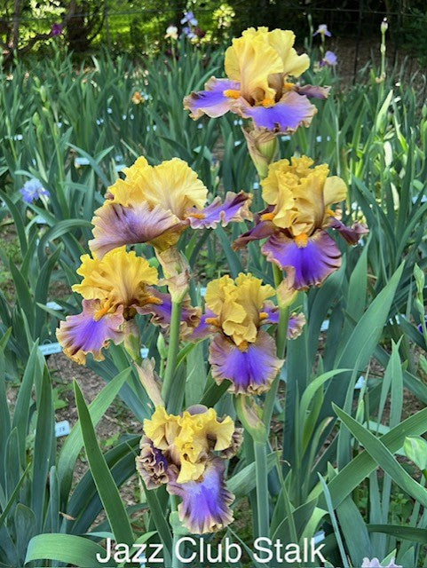 Jazz Club TB Iris (Blyth 2015)