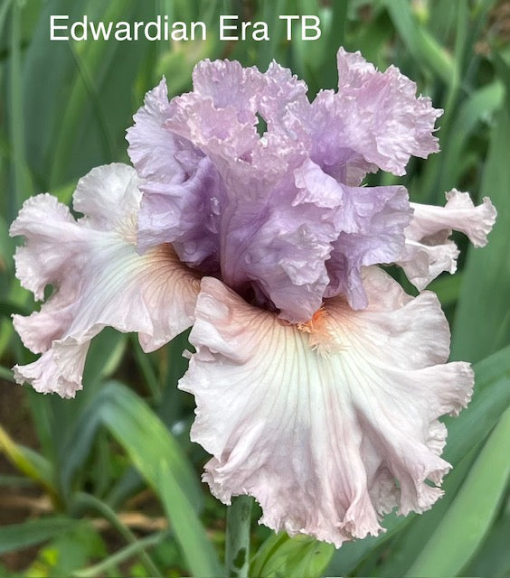 Edwardian Era TB Iris (Keppel 2017)