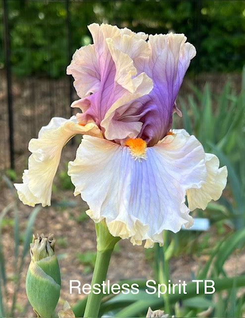 Restless Spirit TB Iris (Keppel 2016)