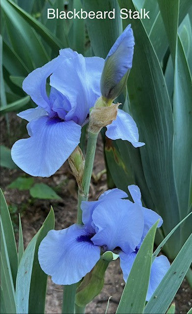 Blackbeard BB Iris (Weiler 1988)