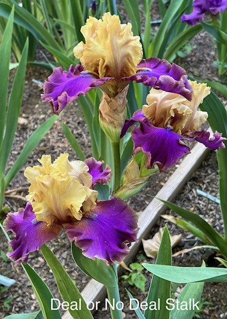 Deal or No Deal TB Iris (Black 2012)
