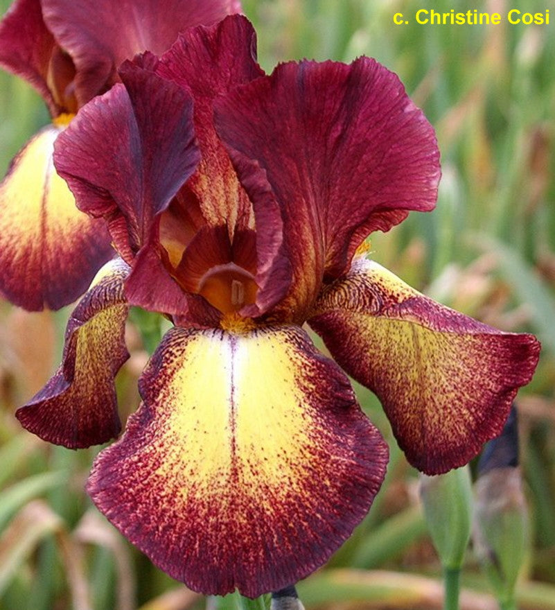 Provencal TB Iris
