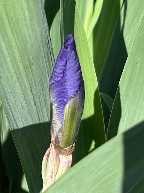 Germanica Vulgaris TB Iris  (Dykes pre 1900)