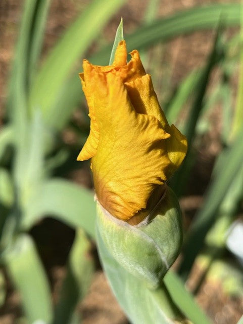 Jolt TB Iris (Weiler 1988)