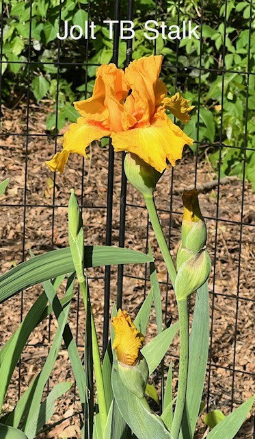 Jolt TB Iris (Weiler 1988)