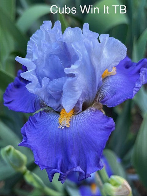 Cubs Win It TB Iris (Schreiner 2017)