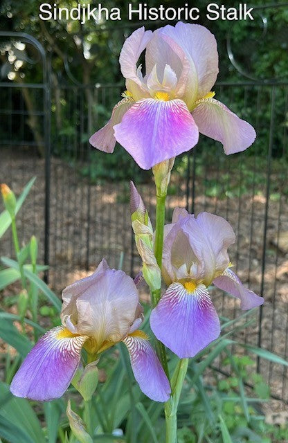 Sindjkha TB Historical Iris 1918 (Sturtevant 1918)