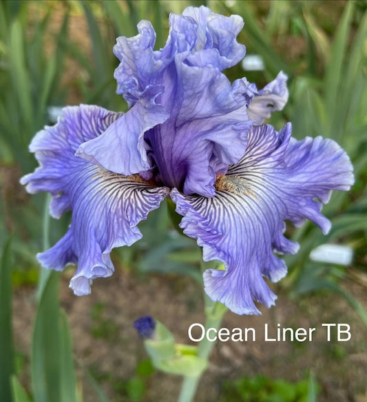 Ocean Liner TB Iris (Keppel 2016)