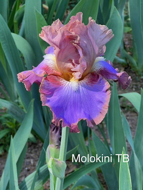 Molokini TB Iris (Sutton 2016)