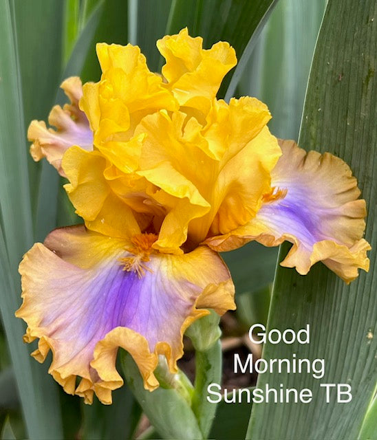 Good Morning Sunshine TB Iris (Johnson 2013)