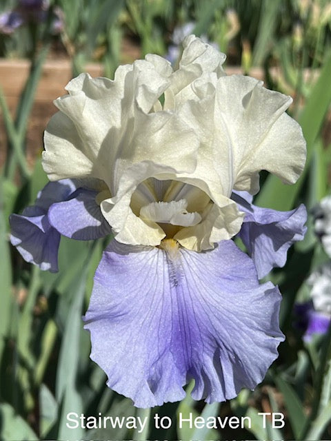 Stairway to Heaven TB Iris (Lauer 1992)