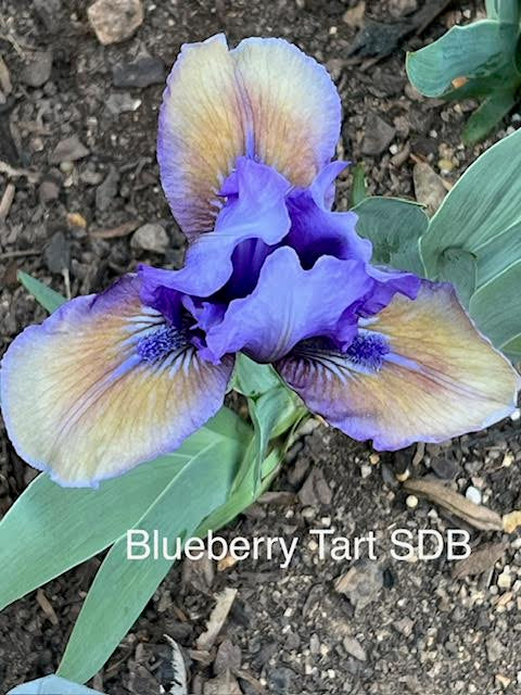 Blueberry Tart SDB Iris (Chapman 2002)
