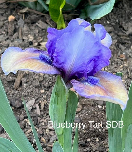 Blueberry Tart SDB Iris (Chapman 2002)