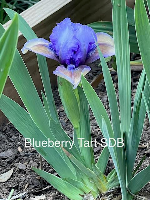 Blueberry Tart SDB Iris (Chapman 2002)