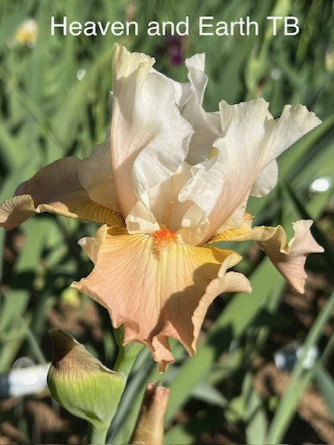 Heaven and Earth TB Iris (Lauer, 2004)