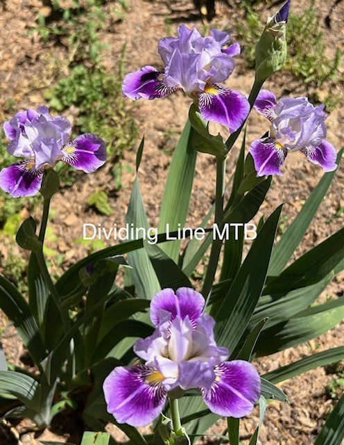 Dividing Line MTB Iris (Bunnell 2004)
