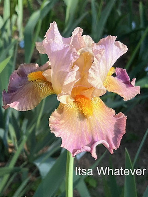 Itsa Whatever TB Space Age Iris (Burseen 2013)