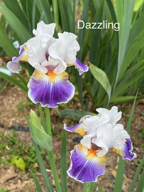 Dazzling IB Iris (Black 2008)
