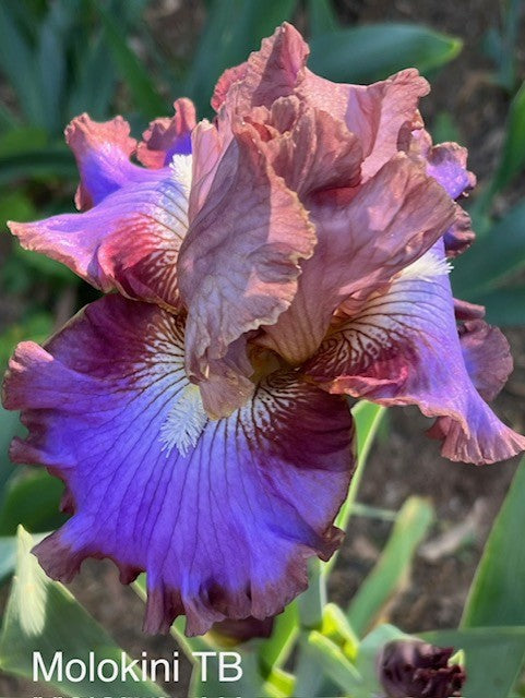 Molokini TB Iris (Sutton 2016)