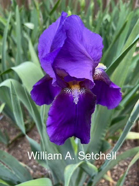 William A. Setchell TB Historic Iris (Brehm 1938)