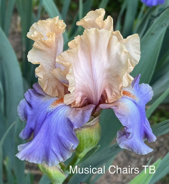 Musical Chairs TB Iris (Keppel 2018)