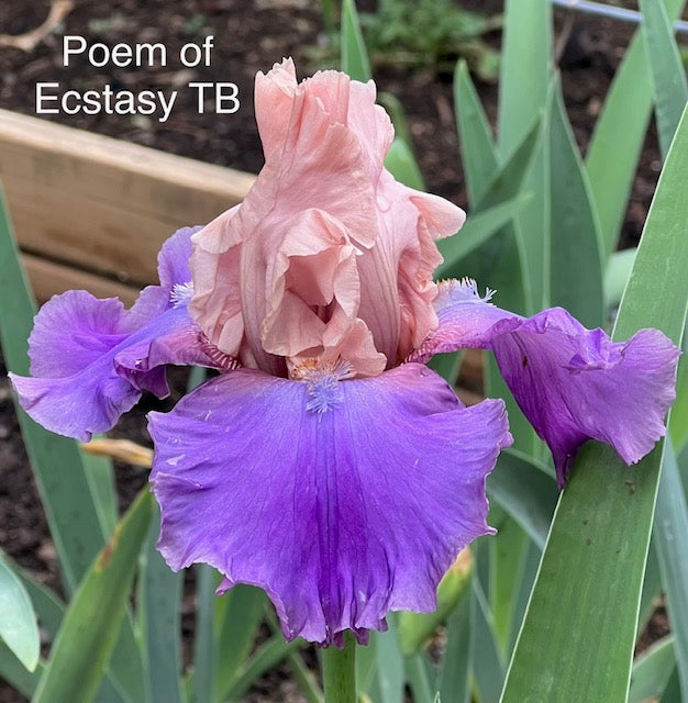 Poem of Ecstasy TB Iris (Hager 1995)