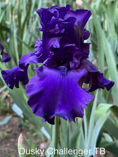 Dusky Challenger TB Iris (Schreiner 1986)