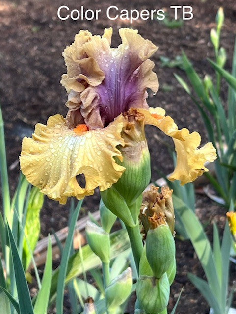 Color Capers TB Iris (Keppel 2019)