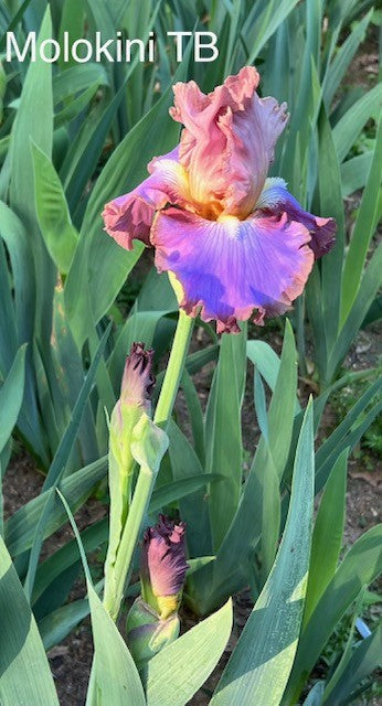 Molokini TB Iris (Sutton 2016)