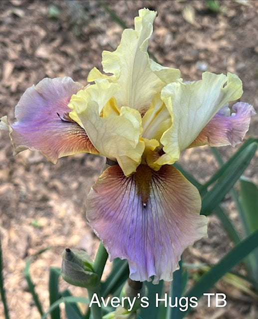Avery's Hugs TB Space Age Iris (Deaton 2010)