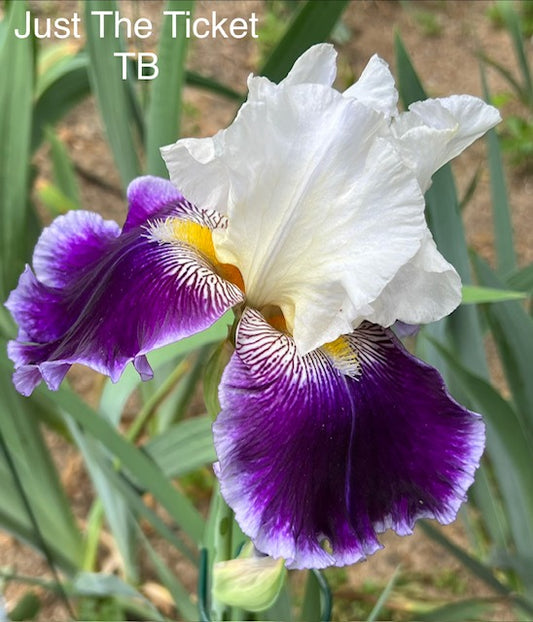 Just The Ticket TB Iris ( Schreiner 2018)