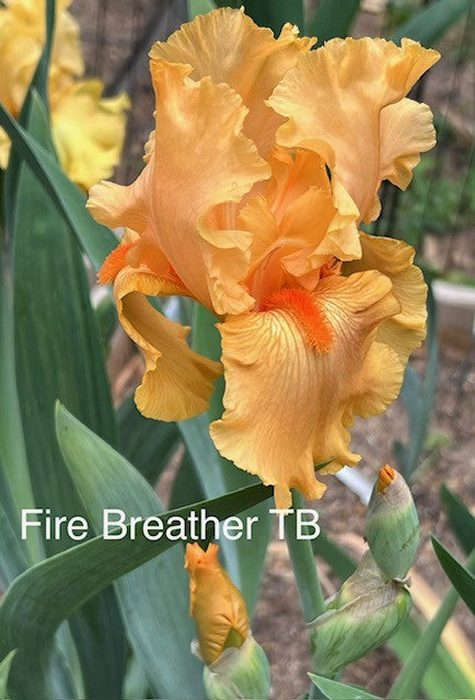 Fire Breather TB Iris (Schreiner 1992)