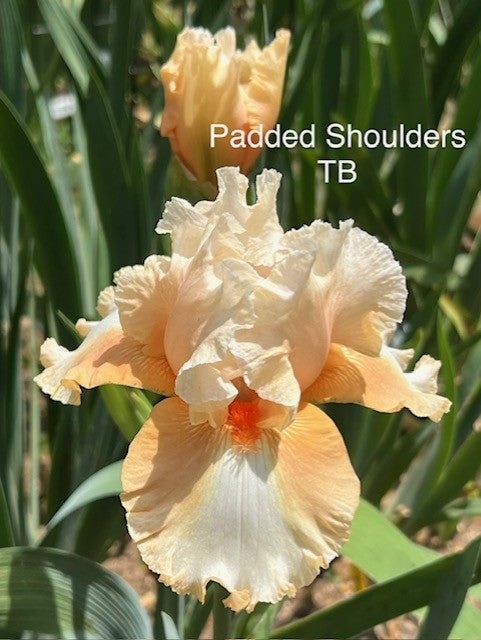 Padded Shoulders TB Iris (Black 2005)