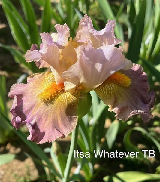 Itsa Whatever TB Space Age Iris (Burseen 2013)