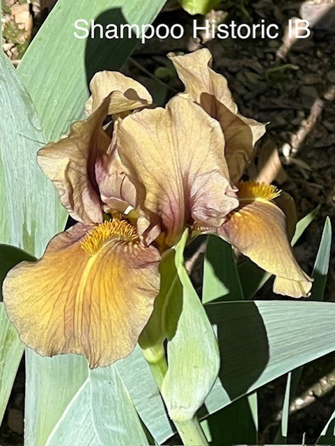 Shampoo IB Iris (Messick 1977)