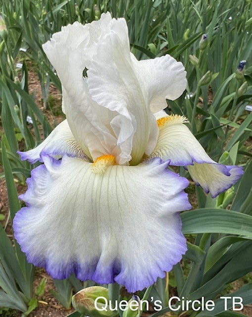 Queen's Circle TB Iris (Kerr 1999)
